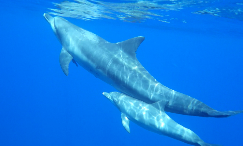 dolphin-image