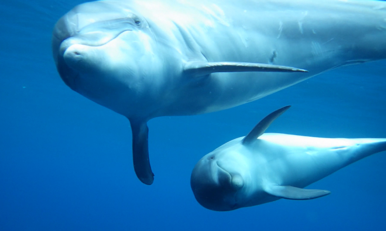 dolphinswim-image