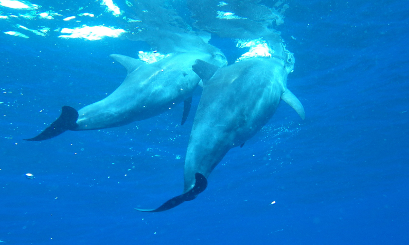 dolphinswim-image